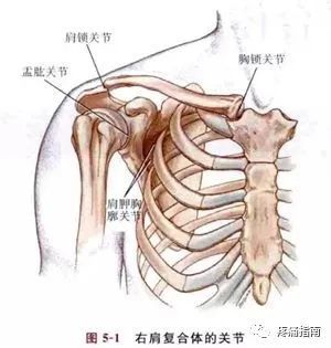 肩关节有多重含义:下图严格意义所表达的肩关节应该叫肩关节复合体,而