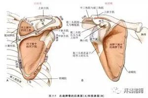 关节:盂肱关节(gh,肩锁关节(ac,胸锁关节(sc)和我们的肩胛胸壁关节