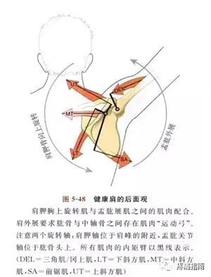 肌肉之间形成了交错复杂的力线关系,共同使肩关节完成各类复杂的动作.