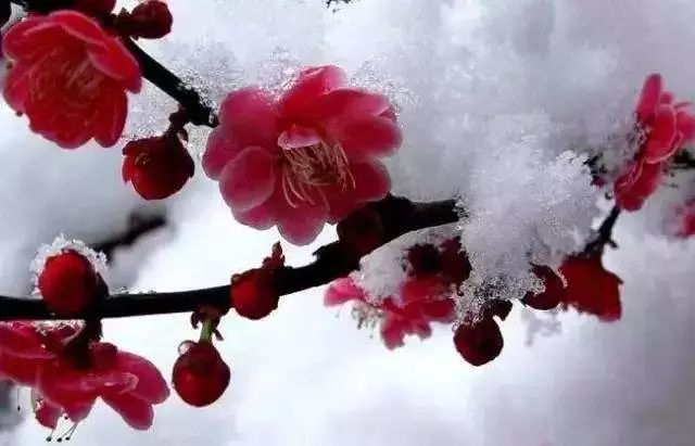 踏雪寻梅相约最美冬天
