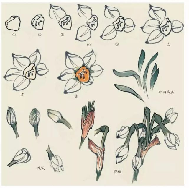 书画联盟丨水仙的画法