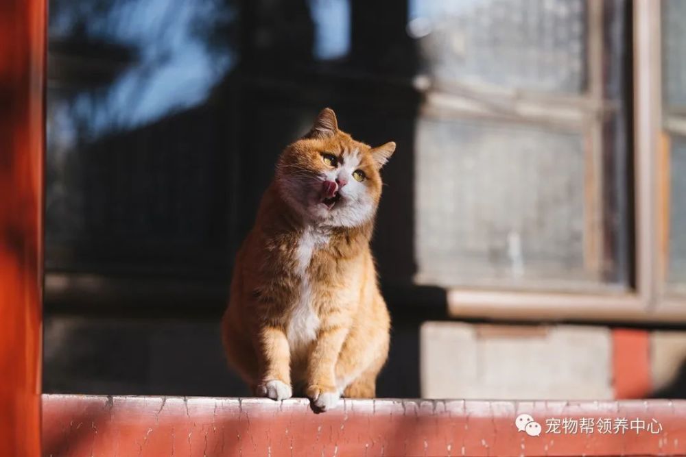 全网爆火的新晋网红故宫猫帕帕火了之后更怕怕了