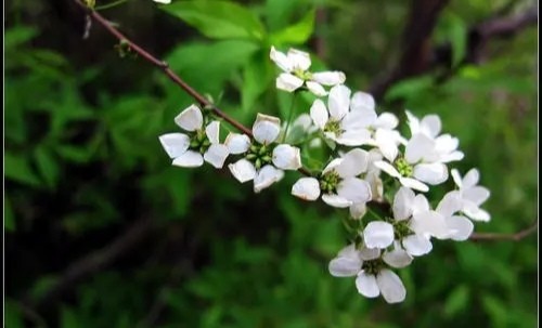 调停之花珍珠花