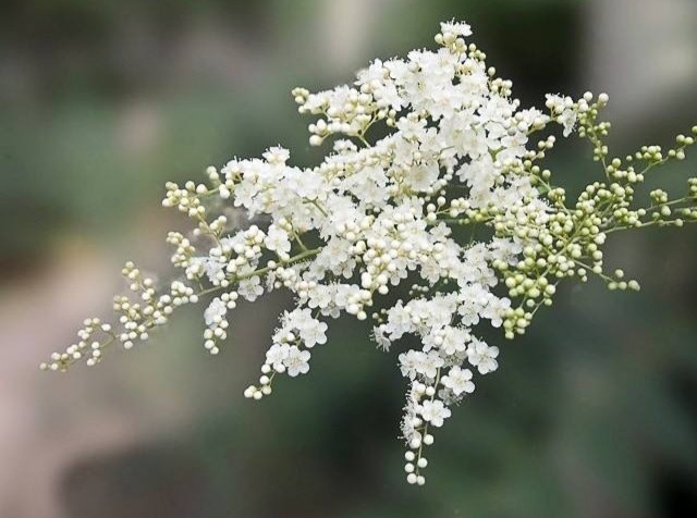 珍珠花花语:调停之花.