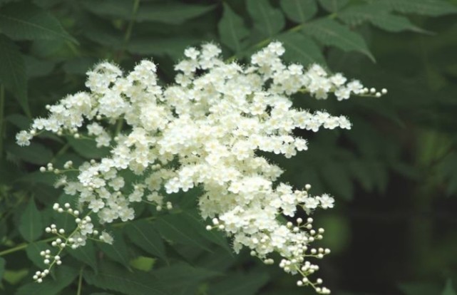 珍珠花花语:调停之花.