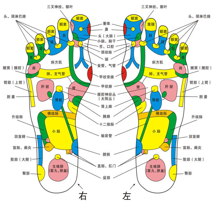 五脏六腑四肢百骸,在脚上都有着对应的反射区,在一定程度上,我们可以