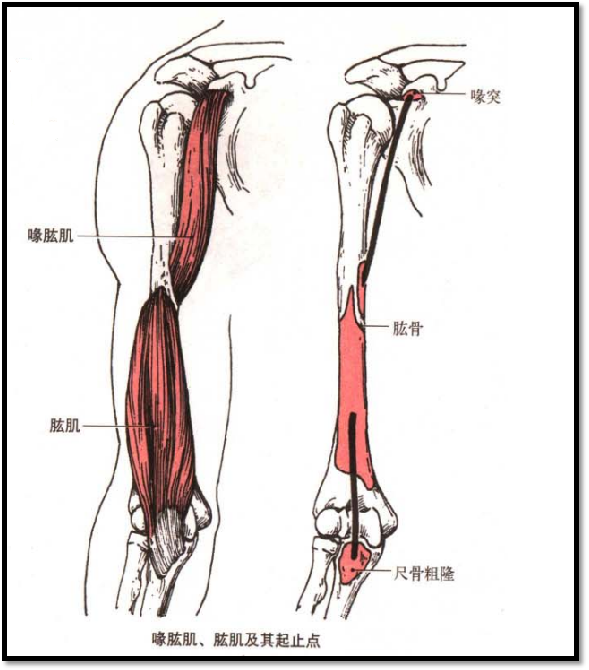 肘部关节┃健身训练必备知识点