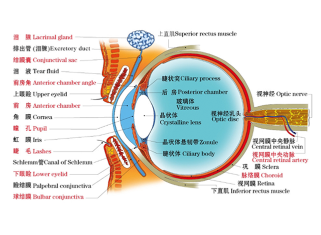 眼球看近处物体时,睫状肌收缩,晶状体悬韧带出现松弛,晶状体在松弛的