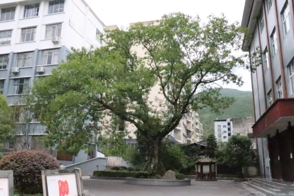 这些树的来头也不小,除了这两棵"重庆之最",这棵古树是石柱县枫木镇的