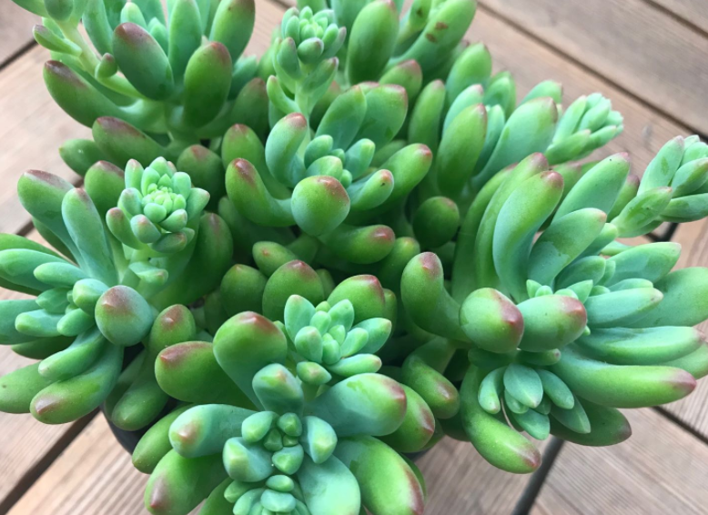 1000