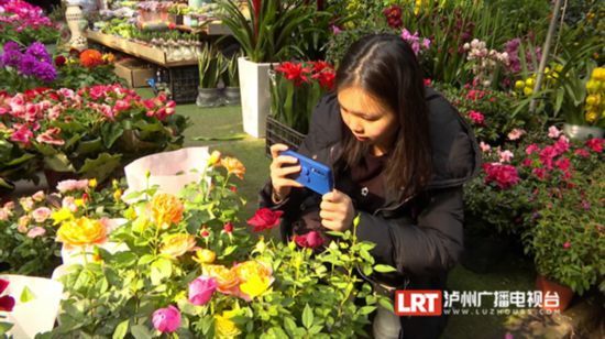 鸿运当头花开如意年宵花成泸州花市主角