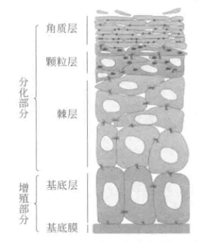 护肤干货04:科学护肤从认识表皮开始(一)——基底层