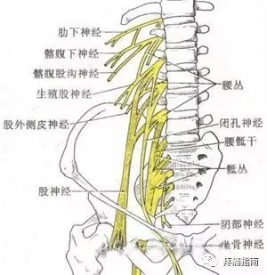 闭孔神经支配肌肉及累及后表现