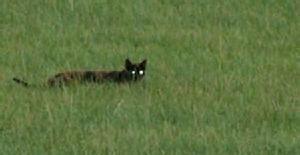 梦境的神秘编织，解析梦到两只狐狸一黑一白的深层含义