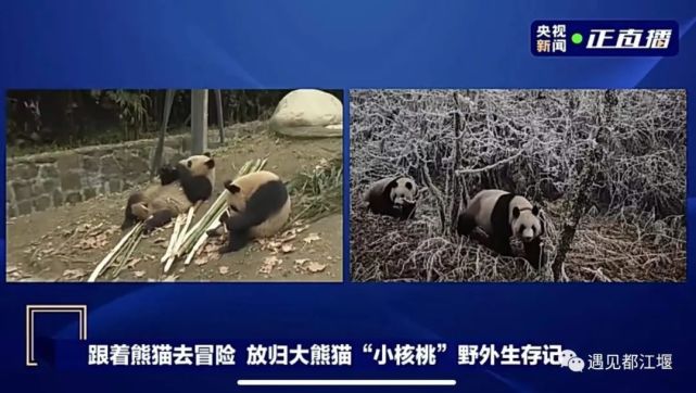 大熊猫"小核桃"放归时佩戴了gps项圈,通过长期监测,工作人员已经梳理