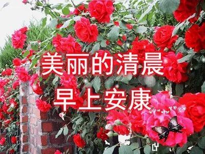2月19日最新早上好动态表情图片大全集祝大家新年快乐虎年吉祥安康