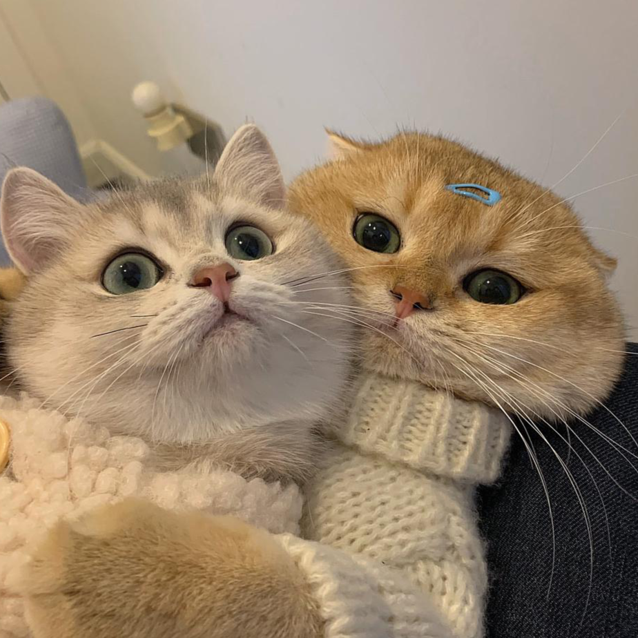 情侣头像猫猫