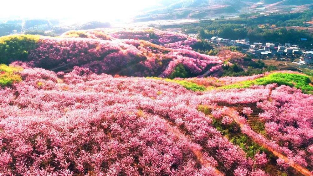 赖坊樱花园每年会举办一次樱花节活动吸引全国各地游客前来观光赏樱