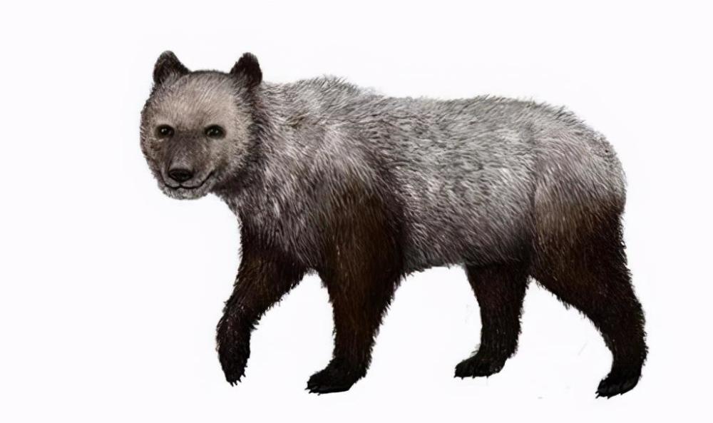 大约在800万年前,大熊猫的祖先始熊猫就已经出现了,从外表上看,始