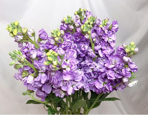 每日一67花6718紫色紫罗兰爱情