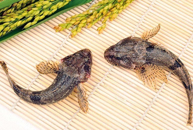黄河发现野生松江鲈鱼周总理钦定的国菜已被吃成濒危动物