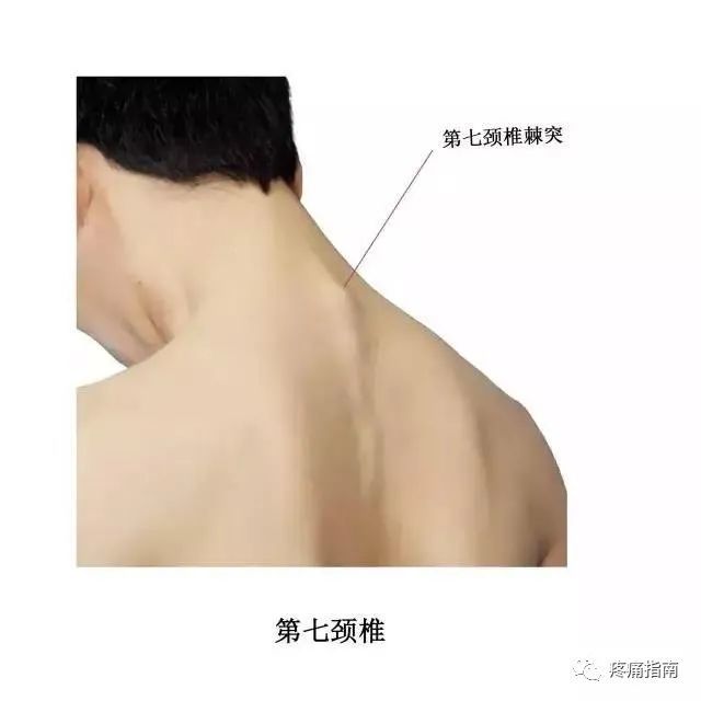 乳突:乳突为位于耳垂后方