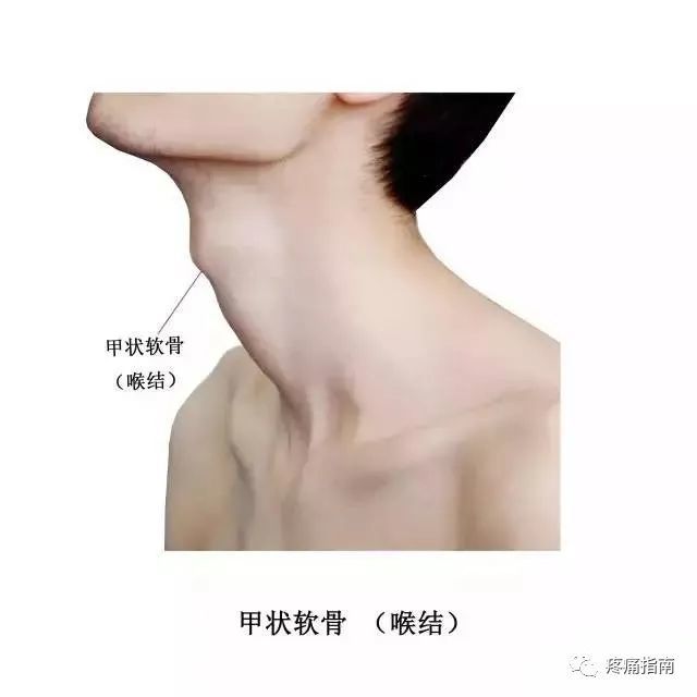 愈着处称前角,前角上端向前突出,称喉结.