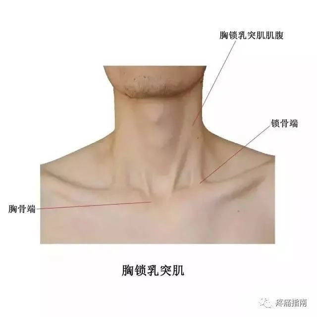 人体体表解剖:头颈部