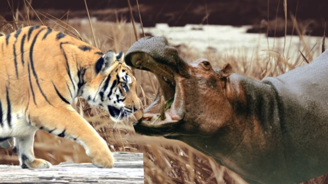 因为要在大草原上生存,老虎必须面对许多顶级掠食者,比如狮子,豹子