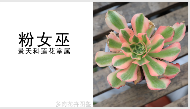 "粉女巫"景天科莲花掌属多肉植物,韶羞法师的锦斑品种