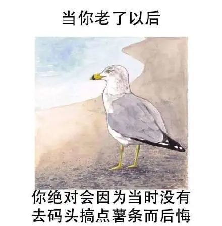 为什么所有海鸥都想去码头整点薯条