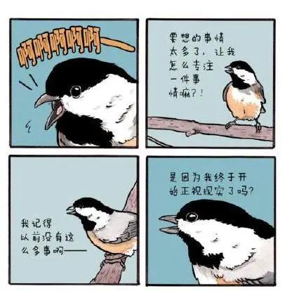为什么所有海鸥都想去码头整点薯条