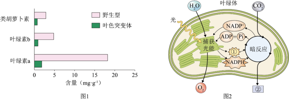 2021年北京市第一次普通高中学业水平合格性考试生物试卷含答案