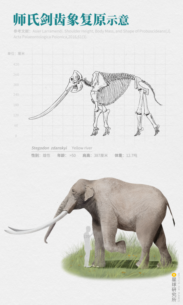 体长近8米即黄河古象(stegodon zdanskyi)师氏剑齿象在我国的甘肃