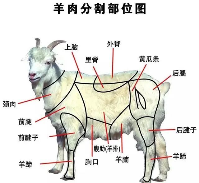 先来认识一下,羊肉分割不同的部位及烹饪方法