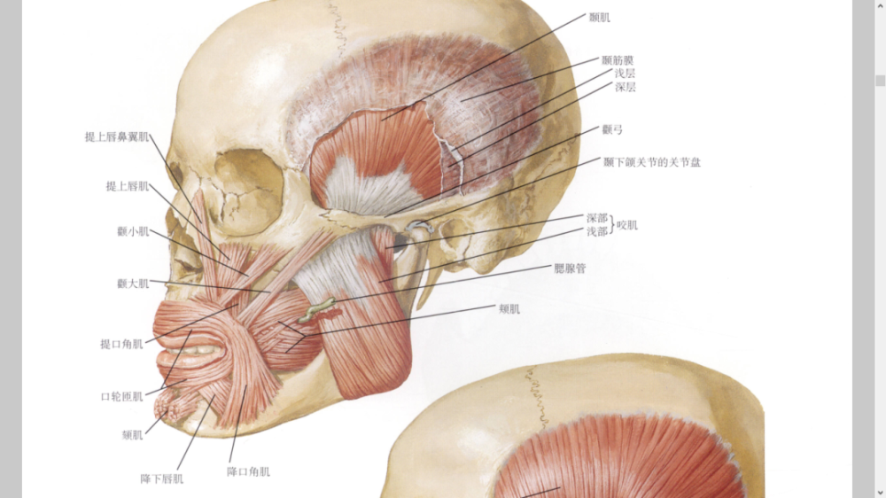 美图分享口腔望诊及口颜面肌肉