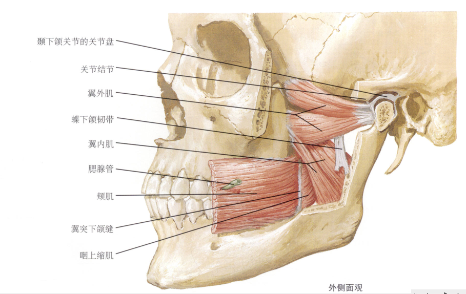 美图分享口腔望诊及口颜面肌肉