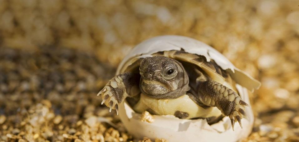 破壳而出的小乌龟另外,龟壳也是龟类独有的生理特征,长达2亿年的进化