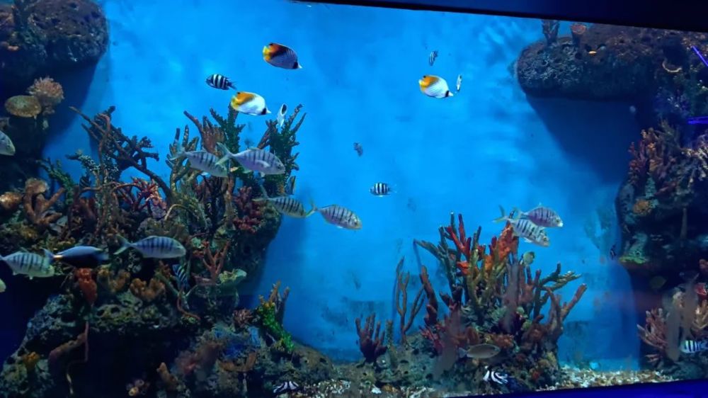 重磅极地海洋巨星白鲸亮相吉安海洋世界火速出圈内附视频