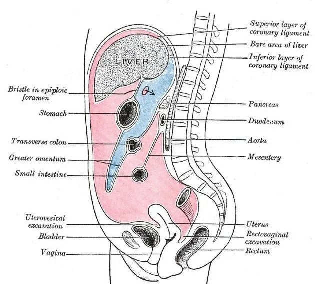 盆腔脏器表面的腹膜称为脏腹膜 visceral peritoneum或腹膜脏层