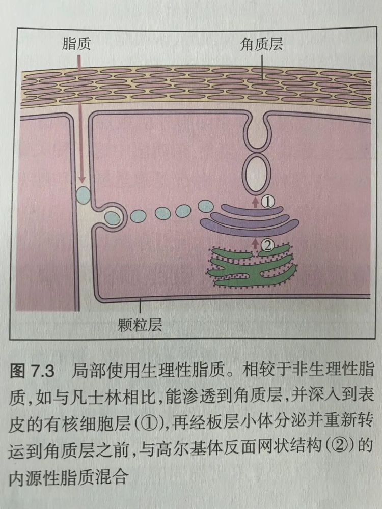 护肤干货07科学护肤从认识表皮开始四角质细胞间脂质生理性脂质