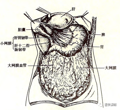 网膜 omentum 是与胃小弯和胃大弯相连的双层腹膜皱襞,两层间有血管