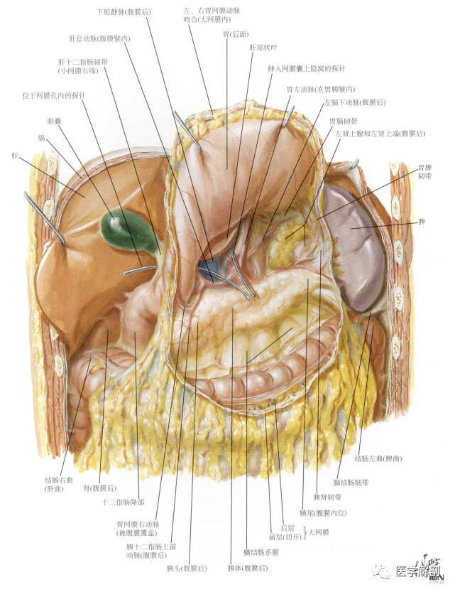腹膜的解剖二
