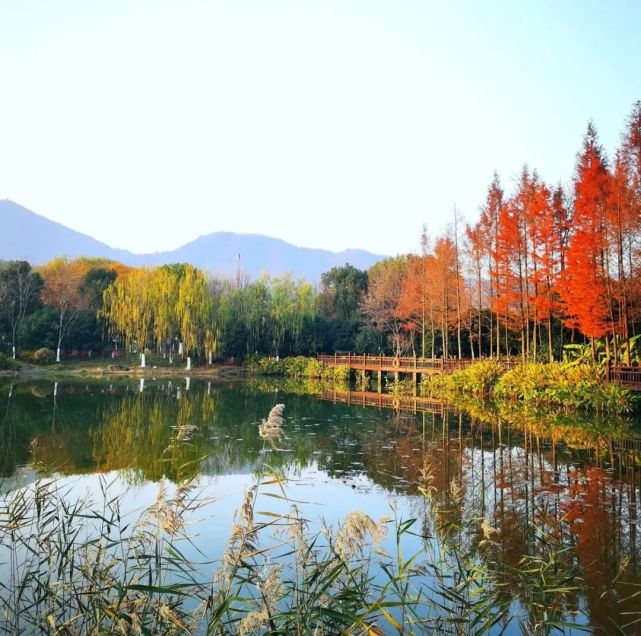 植物类建德严州古城景区是一个访古休闲的好去处,把这里的风景化为