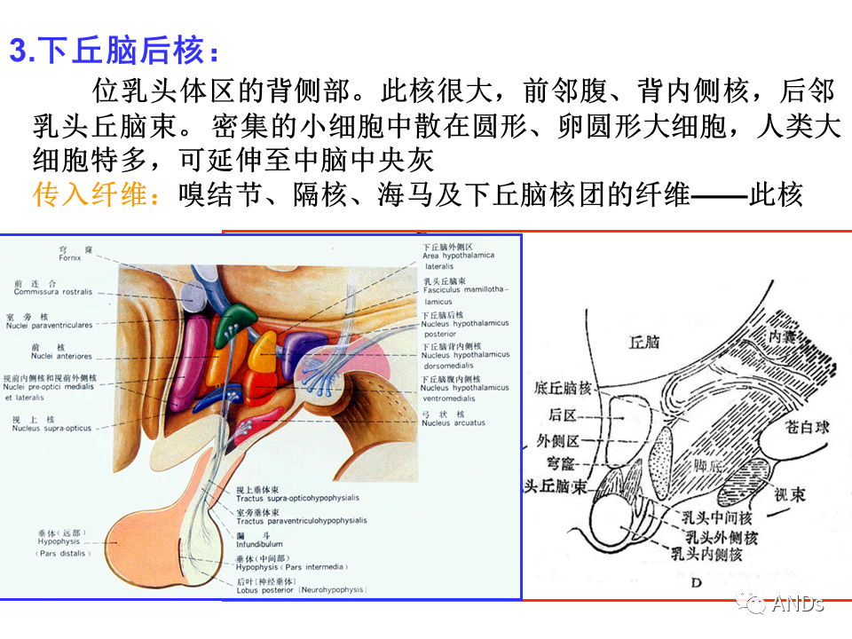 下丘脑的解剖与功能学习课件分享