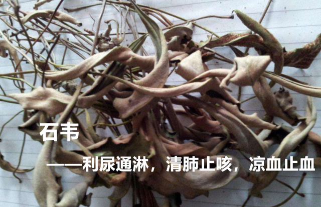 石韦—这个专长石头上的草,即利尿通淋,还镇咳,止血
