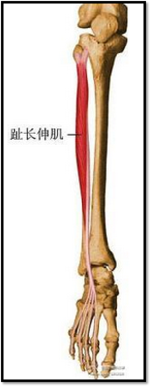 趾长伸肌神经支配:腓深神经(l4-s2)功能:伸展踇趾,持续伸展时踝 关节