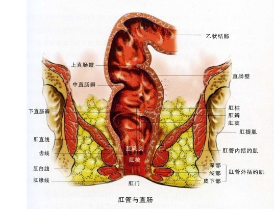 武汉马应龙肛肠医院正规直肠溃疡好的快吗