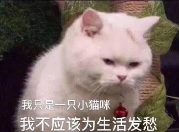 猫咪被生活拿捏表情包我只是一只小猫咪不应当为生活发愁