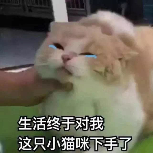 猫咪被生活拿捏表情包我只是一只小猫咪不应当为生活发愁